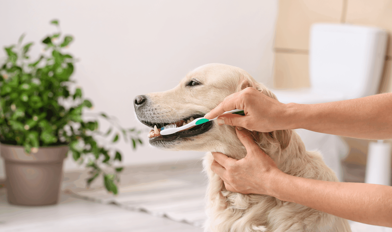 Beyond Brushing - The Best Natural Chews to Clean a Dog's Teeth
