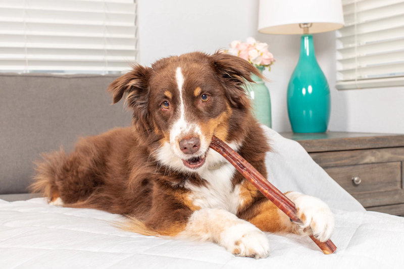 JoJo Modern Pets - Your Partner To Purchase Top-Quality Dog Treats