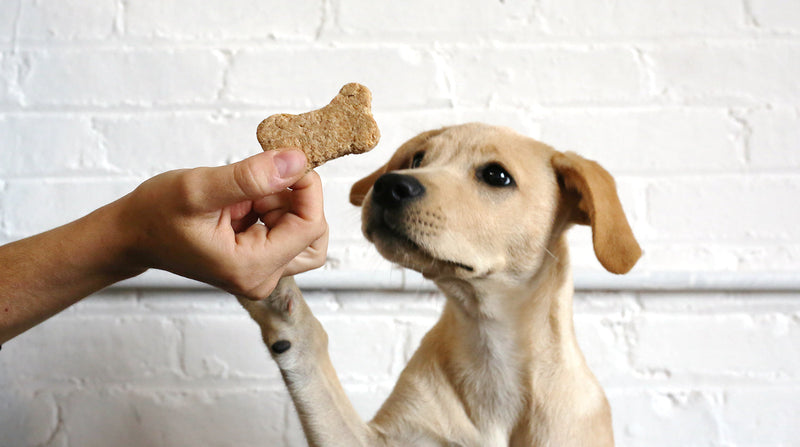 Pet Treats At Low Prices - Why Businesses Must Choose JoJo Modern Pets