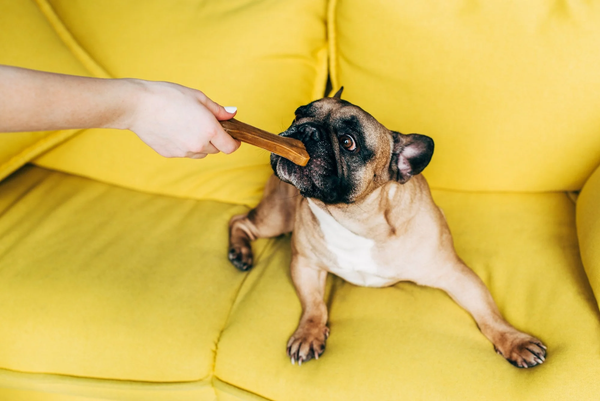 Wholesale Business To Get Pet Treats - A Good Idea For Store Owners