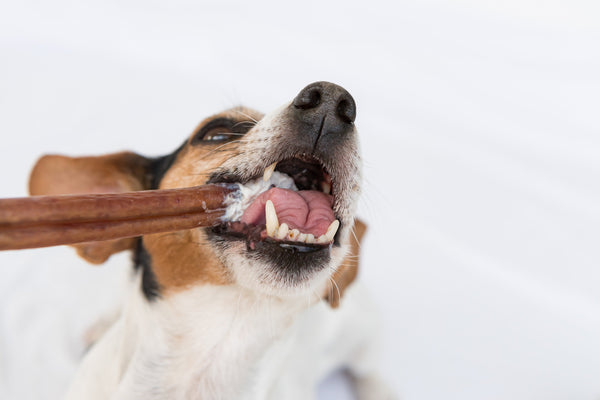 Dental Benefits of Bully Sticks and How They Compare to Other Chews