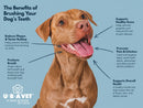 UBAVET Dual-Enzyme Toothpaste for Dogs & Cats | Non-Foaming Vanilla Flavor
