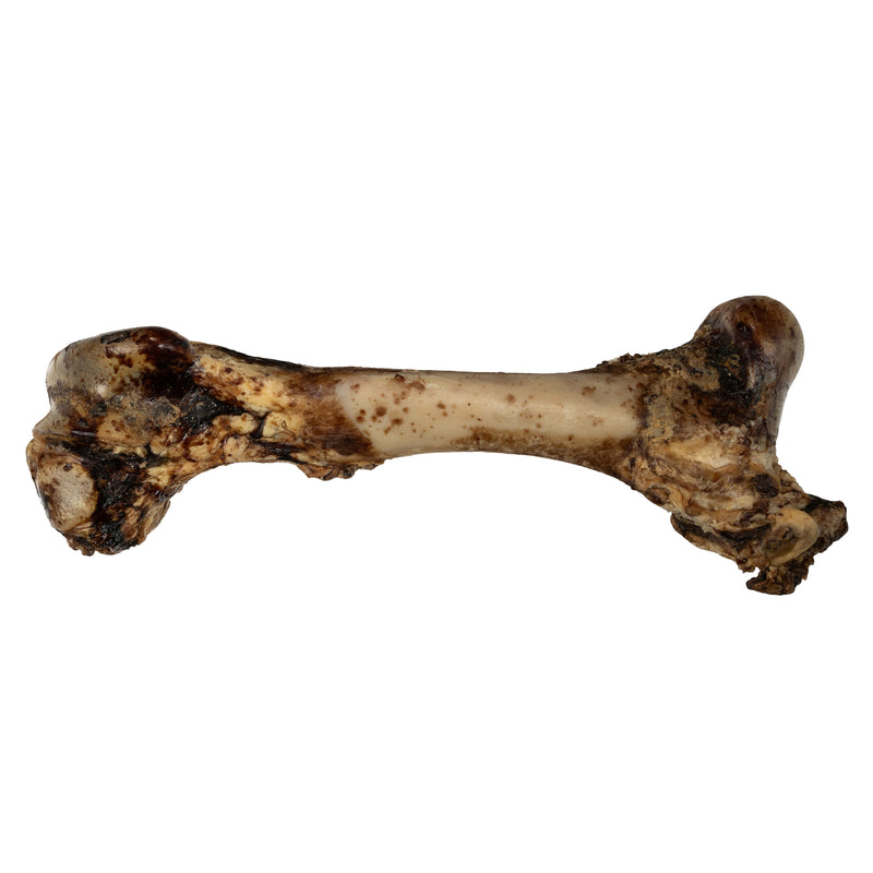 Whole Femur Bone Dog Treat – Single Ingredient, Long-Lasting Chew