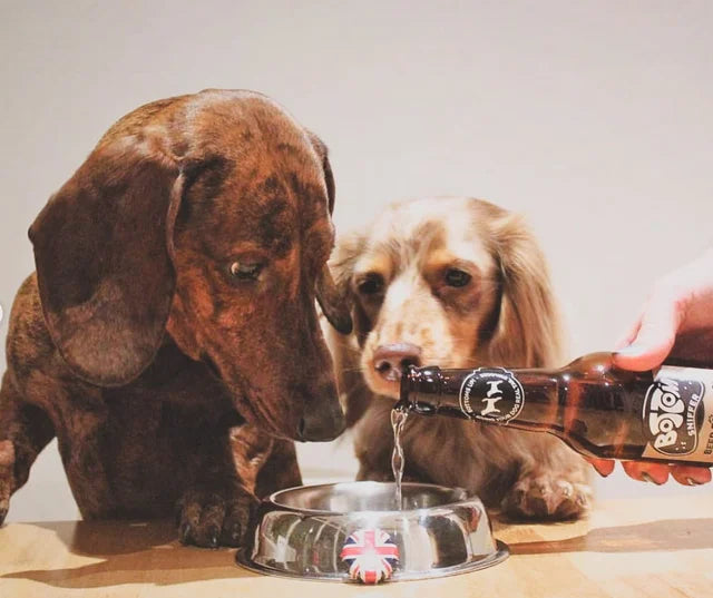 Bottom Sniffer Dog Beer - Duo Gift Box